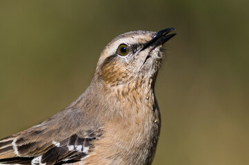 Fototapeta premium White banded Mockingbird. Mimus triurus ,Calden forest, La Pampa, Argentina