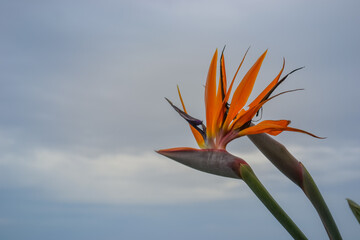 Bird of Paradise Flower Against Cloudy Sky