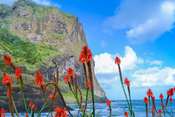 Coastal Cliffs with Aloe Flowers and Atlantic Ocean
