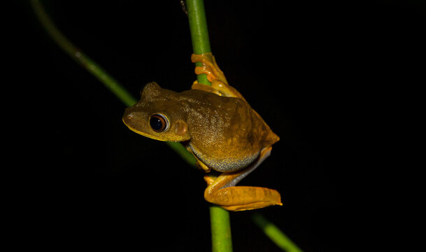 frog on leaf