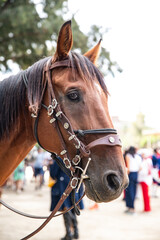 Fototapeta premium Close-up of a bay horse in a fancy bridle, symbol of the year 2026