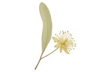 Linden flower and leaf, tilia cordata, isolated botanical illustration for herbal medicine and health concepts