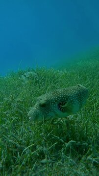 Vertical footage, Close-up of Pufferfish foraging in dense thickets of Noodle seagrass, Slow motion of Broadbarred Toadfish or White-spotted puffer, Arothron hispidus on Round Leaf Sea Grass bed