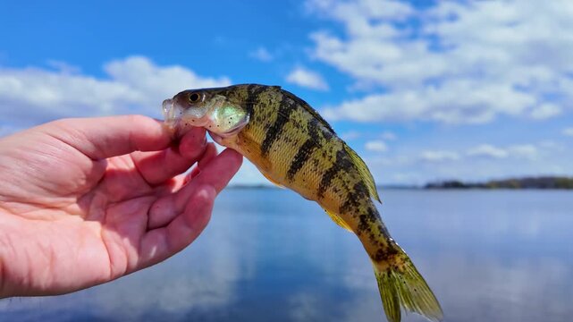 Yellow perch game fish close up view. Fish trophy catch at summer sports for fun. Perch fished from the lake shore. Family leisure water sports fishing.