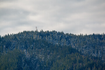 A forest of pine trees on the mountain, dusted with snow