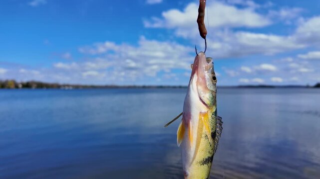 Yellow perch game fish close up view. Fish trophy catch at summer sports for fun. Perch fished from the lake shore. Family leisure water sports fishing.