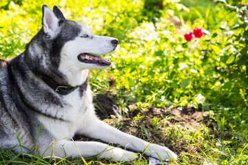 portrait of a husky dog © 0990930308