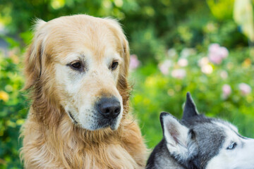 portrait of a golden retriever