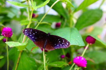 A beautiful butterfly sips sweet nectar from the vibrant garden flowers