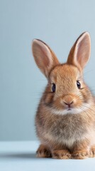 Fototapeta premium cute baby bunny stock hero image, simple pastel background, copy space