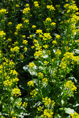 Obraz premium Choy Sum or Flowering Pak Choi