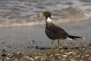 Sooty Gull (Ichthyaetus hemprichii) at Barka Beach at the Gulf of Oman