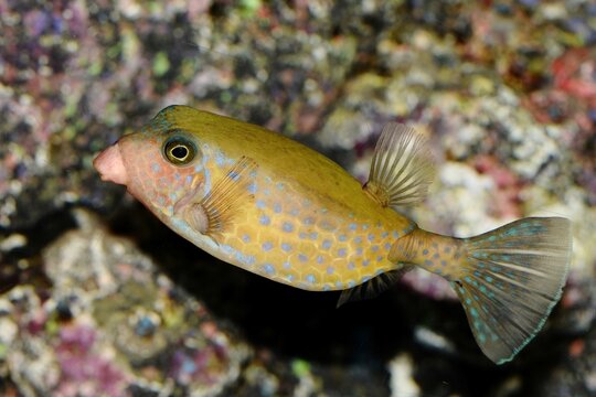 Bluetail trunkfish (Ostracion cyanurus)