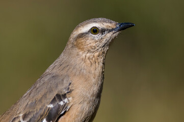 Fototapeta premium White banded Mockingbird. Mimus triurus ,Calden forest, La Pampa, Argentina