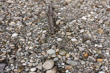 Driftwood On Pebble Beach Surface With Smooth Stones At BC Beach, Canada Shoreline Morning Images
