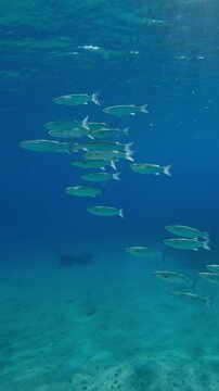 Vertical footage, Group of Mullet fish in turquoise water above the sandy bottom on sunny day in sunbeams, Slow motion