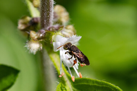 Abelha Ira&iacute; (Nannotrigona testaceicornis) &eacute; uma abelha social, da subfam&iacute;lia dos melipon&iacute;neos.
