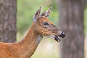 Fototapeta premium A white-tailed deer in a forest in Finland