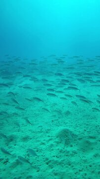 Vertical footage, Huge shoal of mackerels swimming above sand seabed on sunny day, Slow motion of Striped mackerel or Indian mackerel, Rastrelliger kanagurta school swims over sandy bottom