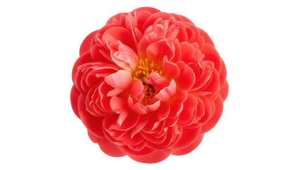 Beautiful red peony flower isolated PNG on transparent background, romantic floral element for wedding invitations and greeting cards © Nicolae