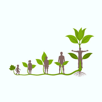 Illustration of human life stages represented as a growing plant, from infancy to adulthood.