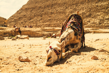 Tired Camel Resting Under The Pyramids