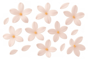 White flowers and petals pattern on a transparent background creating a beautiful texture for spring designs