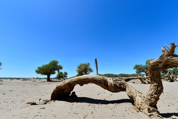 Fototapeta premium Populus euphratica trees in the desert