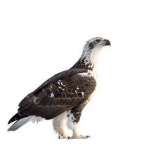 Fototapeta premium Majestic Eagle Against a Dark Background
