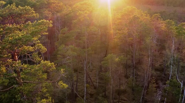 Golden Dawn Softly Lights Up Misty Pine Forest Scene Vividly, Early Morning Sun Showering Golden Rays Across Tranquil Wooded Area With Falling Mist
