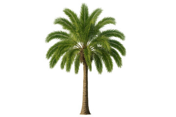 Obraz premium Palm tree with green fronds and brown trunk on a clean transparent background, tropical plant life