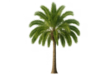 Palm tree with green fronds and brown trunk on a clean transparent background, tropical plant life