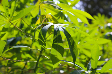 Obraz premium Green leaves of a cassava plant grow in the field.