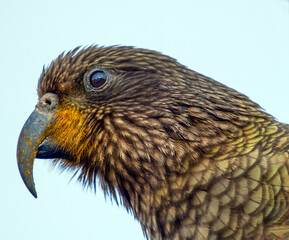 Fototapeta premium close up of kea