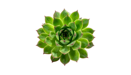 Overhead shot of a vibrant green succulent plant with red-tipped leaves against black