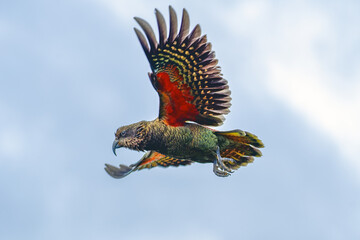 the flight of the kea