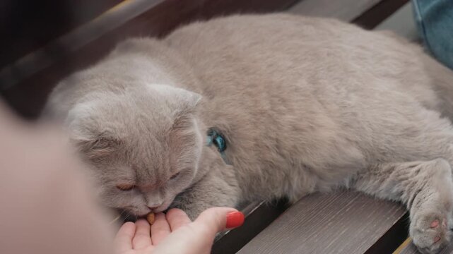 Sleepy Cat Accepts Snack From Hand Lounging On Wooden Bench Gentle Coaxing By Human With Red Polish Soft Purrs And Slow Blink Collar Tag Visible Serene Afternoon Mood Intimate Pet Bonding Scene