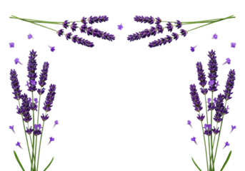 Deep purple lavender flowers (lavandula angustifolia) forming an asymmetrical frame with suspended petals on a transparent background, sharp 4k flat lay commercial studio shot concept for natural