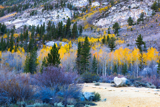 Golden aspen trees surround a large granite boulder along a mountain slope in Yosemite National Park during autumn, with mixed conifer forest and fall foliage.