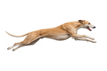 Greyhound dog running fast, displaying speed, agility, and powerful motion on transparent background