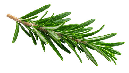 Sprig of fresh green herb with needle-like leaves, brown stem. Isolated on black