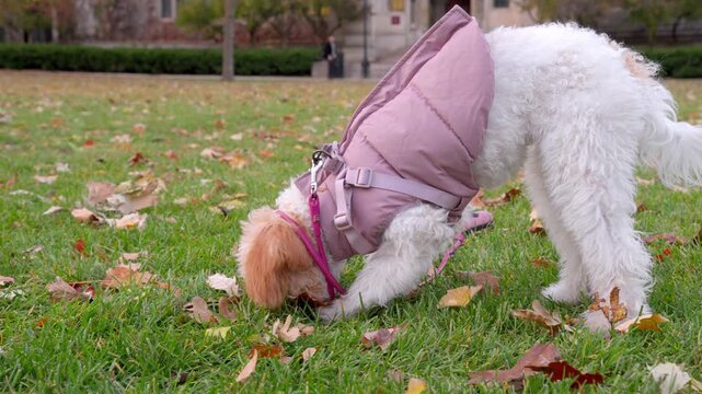 pet, animal, puppy, dog, grass, small, domestic, cute, fluffy, mammal, fur, dogs, park, adorable, pets, green, smile, autumn, fall, lawn, slow-motion