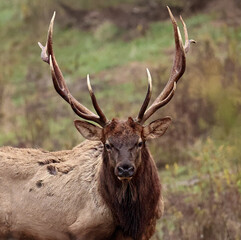 Fototapeta premium Grumpy Face Elk Bull 