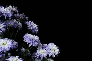 aster or daisy flowers isolated on black background with negative space