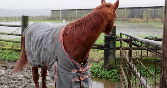 A horse wearing a rain sheet walks in mud and water after a flood on a farm. 