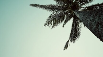 breeze. A solitary coconut tree with textured trunk stands against a gradient sky, evoking tropical serenity. travel magazines, destination branding, designed for travel destination branding.
