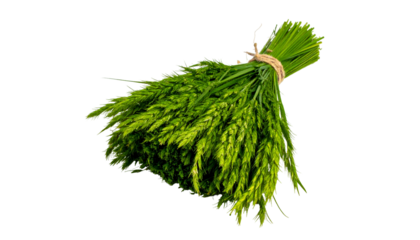 A tightly bound bundle of vibrant green, immature wheat stalks with natural twine