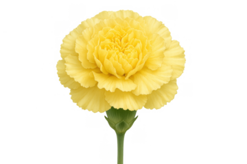 Yellow carnation flower blooming, symbolizing joy, happiness, and friendship, isolated with transparent background