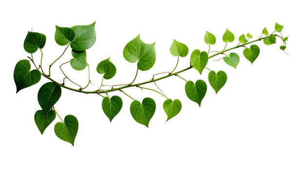 Green vine with heart-shaped leaves, gracefully arcing against a stark black background