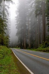 Fototapeta premium Road through Redwood forest with morning fog